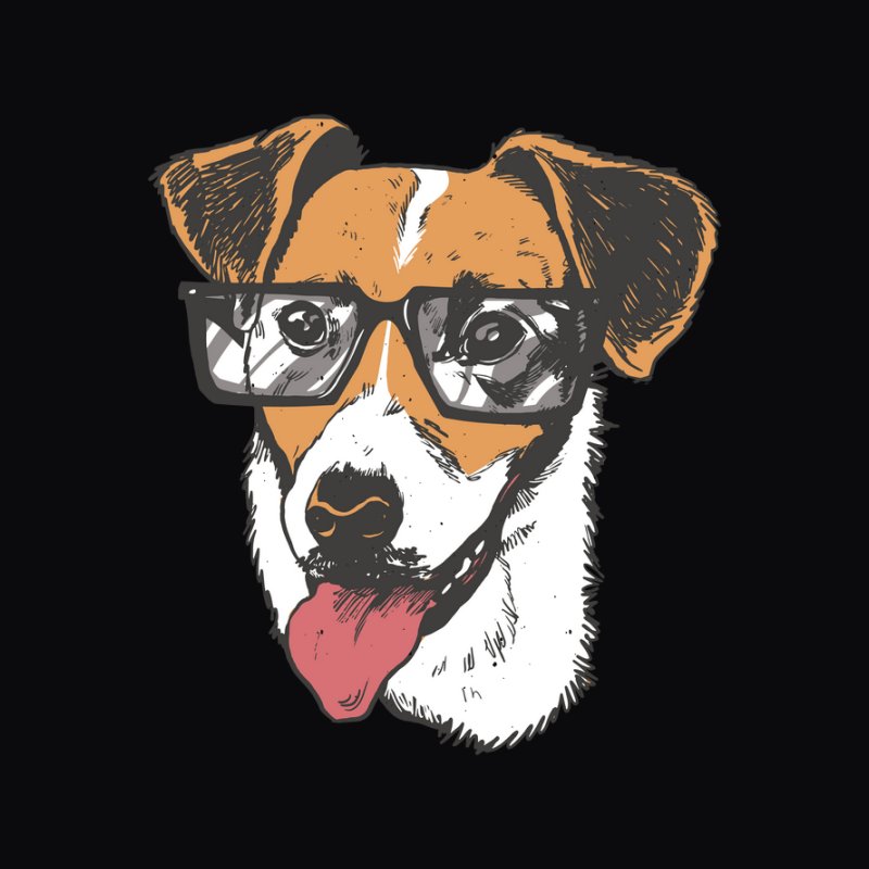 JackRussell Terrier